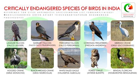 critically endangered species  birds  india