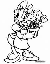 Daisy Coloring Duck Pages Flowers Disneyclips Potted Funstuff sketch template