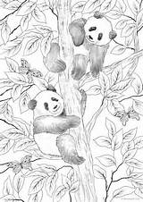 Pandas Favoreads Panda Coloring Coloringart Leerlo sketch template