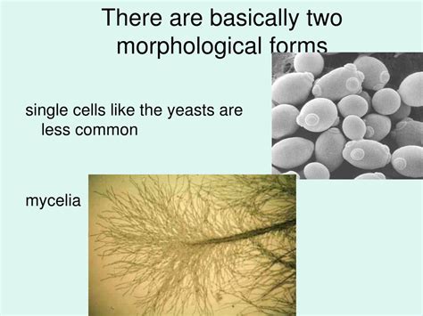 Ppt Kingdom Myceteae The Fungi Powerpoint Presentation Free