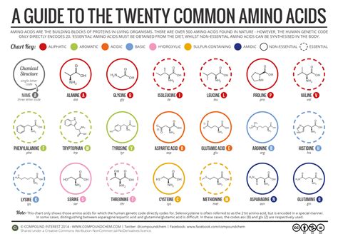 compound interest   guide   twenty common amino acids