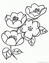 Cherry Blossom Coloring Pages Colouring Popular Branch sketch template