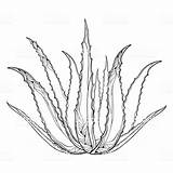 Aloe Outline Medicinal Aloes Fleshy Contorno Drawings Sketches Ilex Bayas Ramita Hojas Kudrna sketch template