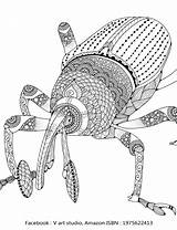 Insects Insect sketch template