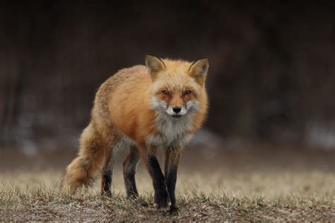 sierra nevada red fox   listed  protection  endangered