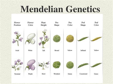 Ppt Mendelian Genetics Powerpoint Presentation Free