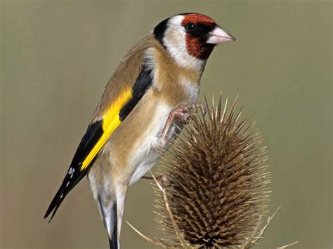 attract goldfinches   garden saga