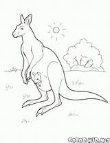 Australia Kangaroo Coloring Colorkid Pages Wild Kids sketch template