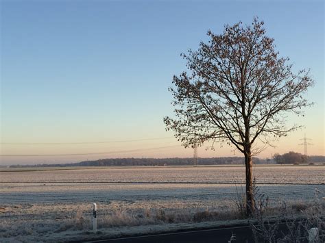 kahler baum im winter foto bild winter schnee baum bilder auf