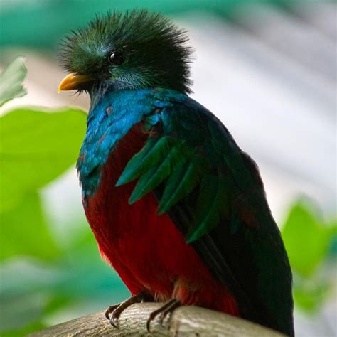 el quetzal ave nacional animals interesting animals animal photo