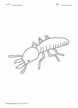 Insects Termites sketch template