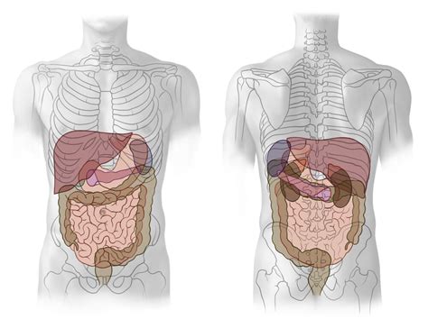 anatomie des bauchraumes abdomen organe im bauchraum