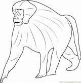 Baboon Guinea Coloringpages101 sketch template