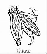 Corn Cob Drawing Stalks Coloring Getdrawings sketch template