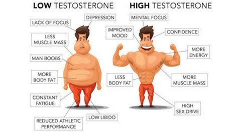 testosterone what is it and benefits of high testosterone levels