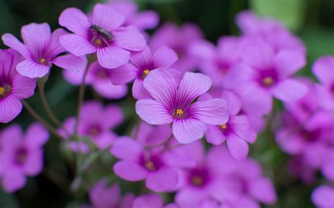 desktop wallpaper pictures flowers desktop wallpaper spring flowers