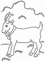 Coloring Goat Pages Printable Kids Pdf Kid Open Print  sketch template