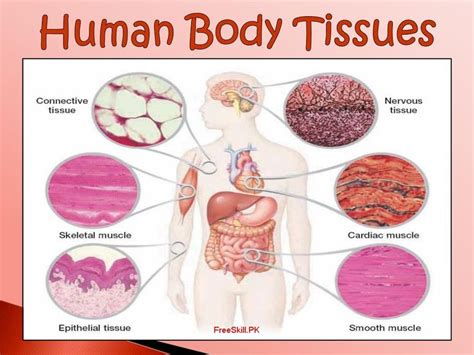 Tissues Describe Its Types Function And Structure Tissue Types
