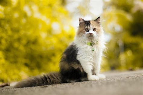 calico persian cat guide   owners meowfluent