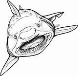Shark Megalodon Coloring Clipartmag Drawing sketch template