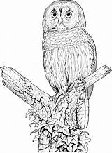 Owl Coloring Pages Owls Printable Sheets Animals Colouring Animal Perch sketch template