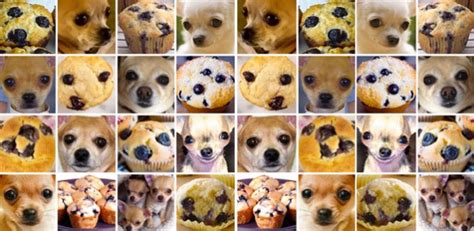 ¿chihuahua o muffin 8 fotos que te confundirán