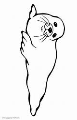 Coloring Pages Seal Animals Harbor Sea Printable sketch template