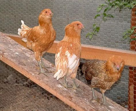 Potterwatch S Peeps Backyard Chickens Community