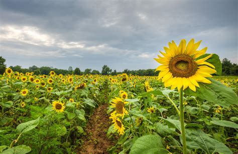 sunflower fields  mckee beshers  maryland photo guide