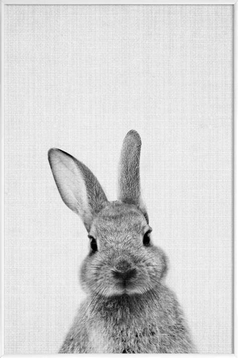 juniqe poster  kunststof lijst konijn zwart wit foto  wit