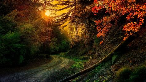 path  colorful autumn trees  forest  sunrays  hd nature