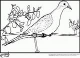 Dove Coloring Pigeon Pages Clipart Colors Team Library Books Cat Falcon sketch template