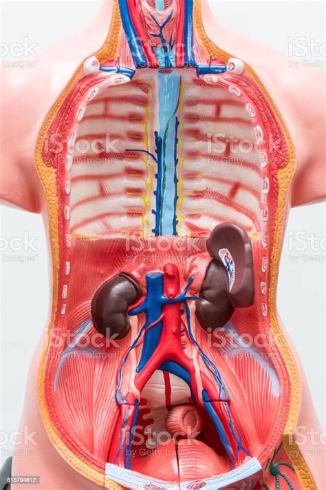 Closeup Of Internal Organs Dummy On White Background Human Anatomy