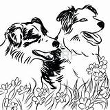 Collie Coloring Pages Border Field Dogs Flower Two Getcolorings Print Outline Stock sketch template