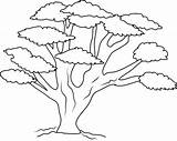 Tree Coloring Pages Branch Colouring Oak Kids Trees Drawing Sheets Many Printable Banyan Leaves So Acacia Branches Trunk Color Print sketch template