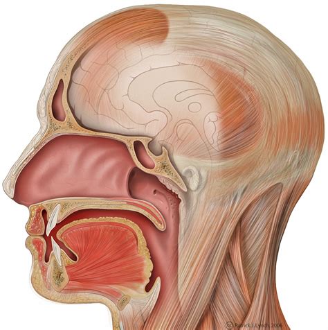 anatomy   nasal cavity clearance vintage save  jlcatjgobmx