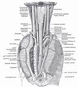 Esophagus Anatomy Cervical Vein Mediastinum Artery Region Right Nerve Azygos Oesophagus Superior Position Human Pulmonary Lung Vena Behind Diagram Vagus sketch template