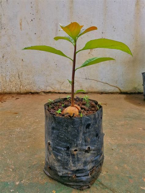 Grow Avocado Tree In Container