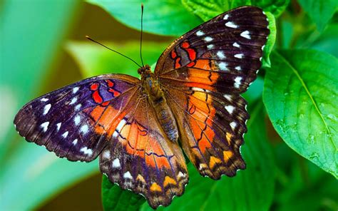 colorful butterfly wings     desktop