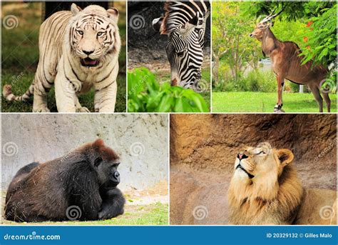 wild animals collage stock photography image