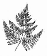 Fern Drawing Leaf Simple Line Botanical Tattoo Drawings Leaves Botany Diagram Plant Illustration Frond Sketch Coloring Tree Sketches Flower Template sketch template