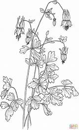 Columbine Aquilegia Canadensis Coloring Red Pages Eastern Printable Color Categories sketch template