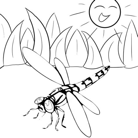 dragonfly coloring page  kids