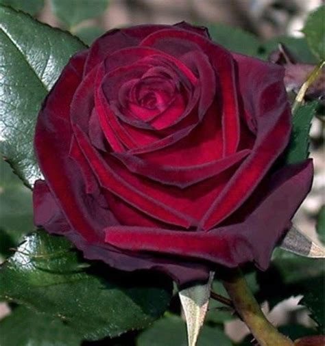 Deep Red Rose Flores Pinterest