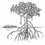 Mangrove Forest Mangroves Sketches Land Google Hamsa Constantly Sketching sketch template