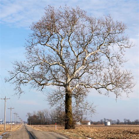 sycamore tree pictures images  facts  sycamores