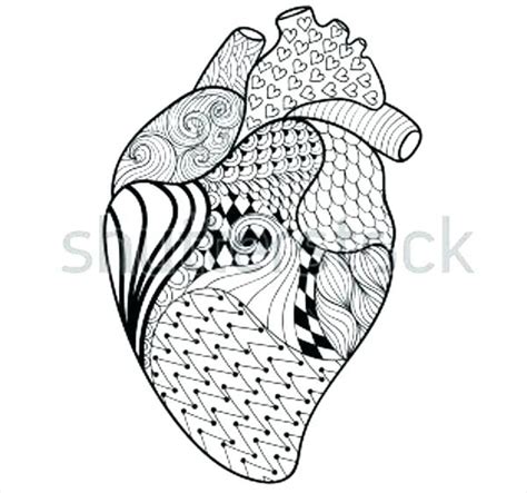 human heart anatomy drawing  getdrawings