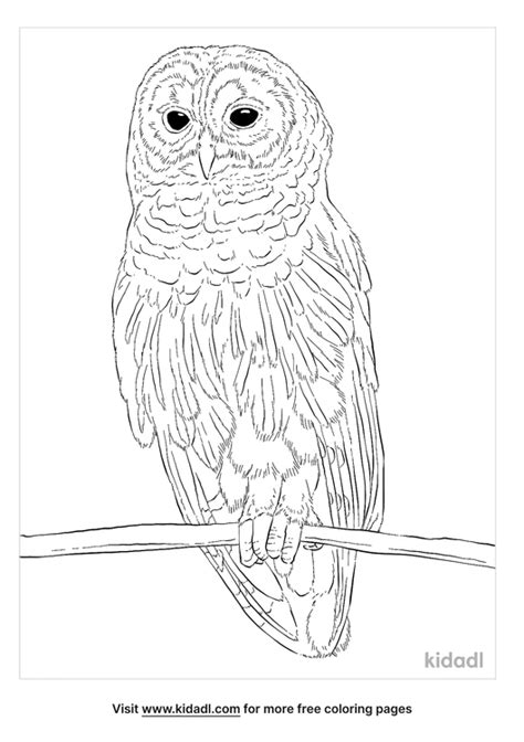 barred owl coloring page  birds coloring page kidadl