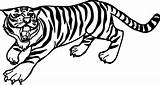 Tiger Coloring Pages Outline Easy Drawing Line Siberian Bengal Printable Saber Tooth Drawings Kids Print Face Animal Angry Color Tigers sketch template