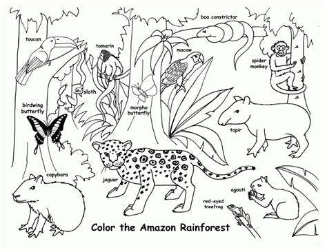 rain forest animals page  kids   adults coloring home